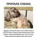 Подробнее об объявлении «Пропала собака кобель Санкт-Петербург» Фото: пропала собака Лхасский апсо «Пропала собака кобель Санкт-Петербург» в г. Санкт-Петербург