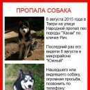 Подробнее об объявлении «Тверь Пропала собака кобель» Фото: пропала собака Сибирская хаски «Тверь Пропала собака кобель» в г. Тверь