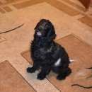 Подробнее об объявлении «Ижевск Пропала собака» Фото: пропала собака Русский охотничий спаниель «Ижевск Пропала собака» в г. Ижевск