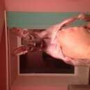 Подробнее об объявлении «Найден кот донской сфинкс Батайск» Фото: найдена кошка Донской сфинкс «Найден кот донской сфинкс Батайск» в г. Батайск