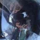 Подробнее об объявлении «Красноярск Найдена собака» Фото: найдена собака Русский охотничий спаниель «Красноярск Найдена собака» в г. Красноярск