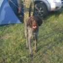 Подробнее об объявлении «Омск Пропала собака кобель» Фото: пропала собака Дратхаар «Омск Пропала собака кобель» в г. Омск