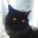 Подробнее об объявлении «Найден кот Ханты-Мансийск» Фото: найдена кошка  «Найден кот Ханты-Мансийск» в г. Ханты-Мансийск