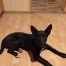 Подробнее об объявлении «Михнево Найдена собака» Фото: найдена собака  «Михнево Найдена собака» в г. Михнево