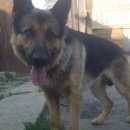 Подробнее об объявлении «Пропала собака кобель -зевс Энгельс» Фото: пропала собака Немецкая овчарка «Пропала собака кобель -зевс Энгельс» в г. Энгельс