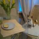 Подробнее об объявлении «Санкт-Петербург Пропала собака кобель помогите найти чиху» Фото: пропала собака Чихуахуа «Санкт-Петербург Пропала собака кобель помогите...» в г. Санкт-Петербург