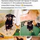 Подробнее об объявлении «Волгоград Пропала собака кобель» Фото: пропала собака Русский той-терьер «Волгоград Пропала собака кобель» в г. Волгоград