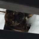 Подробнее об объявлении «Найдена собака Дмитров» Фото: найдена собака  «Найдена собака Дмитров» в г. Дмитров