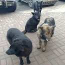 Подробнее об объявлении «Тосно Найдена собака» Фото: найдена собака  «Тосно Найдена собака» в г. Тосно