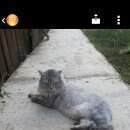 Подробнее об объявлении «Мытищи Пропала кошка» Фото: пропала кошка Сибирская «Мытищи Пропала кошка» в г. Мытищи