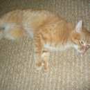 Подробнее об объявлении «Найдена кошка Оренбург» Фото: найдена кошка  «Найдена кошка Оренбург» в г. Оренбург