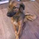 Подробнее об объявлении «Пропала собака дворняжка, рыжая, некрупная (по колено или чуть ниже), новая москва Троицк» Фото: пропала собака  «Пропала собака дворняжка, рыжая, некрупная (по...» в г. Троицк