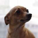 Подробнее об объявлении «Пропала собака Санкт-Петербург» Фото: пропала собака Русский той-терьер «Пропала собака Санкт-Петербург» в г. Санкт-Петербург