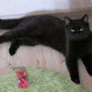 Подробнее об объявлении «Ставрополь Найдена кошка ищет хозяев кошечка» Фото: найдена кошка  «Ставрополь Найдена кошка ищет хозяев кошечка» в г. Ставрополь