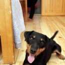 Подробнее об объявлении «Пропала собака кобель черный ягдтерьер Всеволожск» Фото: пропала собака Немецкий охотничий терьер «Пропала собака кобель черный ягдтерьер Всеволожск» в г. Всеволожск