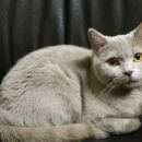 Подробнее об объявлении «Пропала кошка Реутов» Фото: пропала кошка Британская короткошерстная «Пропала кошка Реутов» в г. Реутов