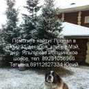 Подробнее об объявлении «Пропала собака кобель Санкт-Петербург» Фото: пропала собака Московская сторожевая «Пропала собака кобель Санкт-Петербург» в г. Санкт-Петербург