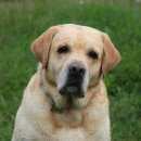 Подробнее об объявлении «Пропала собака кобель Королев» Фото: пропала собака Лабрадор ретривер «Пропала собака кобель Королев» в г. Королев