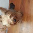 Подробнее об объявлении «Найдена собака Череповец» Фото: найдена собака Йоркширский терьер «Найдена собака Череповец» в г. Череповец