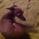 Подробнее об объявлении «Пропала собака кобель Петродворец» Фото: пропала собака Левретка «Пропала собака кобель Петродворец» в г. Петродворец