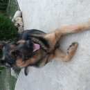 Подробнее об объявлении «Севастополь Пропал кот» Фото: пропала кошка Немецкая овчарка «Севастополь Пропал кот» в г. Севастополь