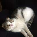 Подробнее об объявлении «Найден кот Москва» Фото: найдена кошка >  Скоттиш фолд (шотландская вислоухая) и  скоттиш страйт «Найден кот Москва» в г. Москва