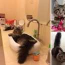 Подробнее об объявлении «Тверь Пропал кот» Фото: пропала кошка Мейн-кун «Тверь Пропал кот» в г. Тверь