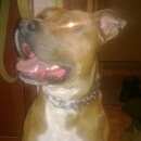 Подробнее об объявлении «Найдена собака кобель Череповец» Фото: найдена собака Американский стаффордширский терьер «Найдена собака кобель Череповец» в г. Череповец