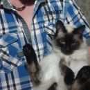 Подробнее об объявлении «Пропал кот Сурское» Фото: пропала кошка Сиамская «Пропал кот Сурское» в г. Сурское