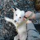 Подробнее об объявлении «Белгород Найдена собака» Фото: найдена собака  «Белгород Найдена собака» в г. Белгород