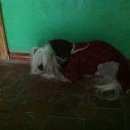 Подробнее об объявлении «Мценск Найдена собака» Фото: найдена собака  «Мценск Найдена собака» в г. Мценск