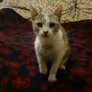 Подробнее об объявлении «Мытищи Найдена кошка» Фото: найдена кошка  «Мытищи Найдена кошка» в г. Мытищи