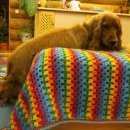 Подробнее об объявлении «Пропала собака Ломоносов» Фото: пропала собака Английский кокер-спаниель «Пропала собака Ломоносов» в г. Ломоносов