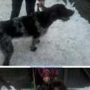 Подробнее об объявлении «Белоярский (Свердловская обл.) Найдена собака кобель дратхаар» Фото: найдена собака Дратхаар «Белоярский (Свердловская обл.) Найдена собака...» в г. Белоярский (Свердловская обл.)