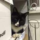 Подробнее об объявлении «Одинцово Пропал кот 30.06.2015 на улице союзная 1в черно-белый кот» Фото: пропала кошка  «Одинцово Пропал кот 30.06.2015 на улице союзная...» в г. Одинцово