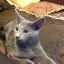 Подробнее об объявлении «Одинцово Пропал кот» Фото: пропала кошка Русская голубая «Одинцово Пропал кот» в г. Одинцово