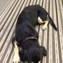 Подробнее об объявлении «Найдена собака кобель Дзержинск» Фото: найдена собака  «Найдена собака кобель Дзержинск» в г. Дзержинск