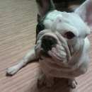 Подробнее об объявлении «Пропала собака Самара» Фото: пропала собака Французский бульдог «Пропала собака Самара» в г. Самара