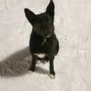 Подробнее об объявлении «Пропала собака кобель черный кобель Новосибирск» Фото: пропала собака  «Пропала собака кобель черный кобель Новосибирск» в г. Новосибирск