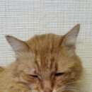 Подробнее об объявлении «Пропал кот Нижний Новгород» Фото: пропала кошка  «Пропал кот Нижний Новгород» в г. Нижний Новгород