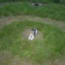 Подробнее об объявлении «Пропала собака кобель Нижний Новгород» Фото: пропала собака Фокстерьер «Пропала собака кобель Нижний Новгород» в г. Нижний Новгород