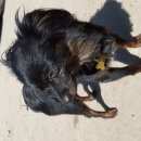 Подробнее об объявлении «Подольск Пропала собака кобель томас» Фото: пропала собака Русский той-терьер «Подольск Пропала собака кобель томас» в г. Подольск