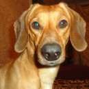 Подробнее об объявлении «Пропала собака кобель Улан-Удэ» Фото: пропала собака Такса «Пропала собака кобель Улан-Удэ» в г. Улан-Удэ