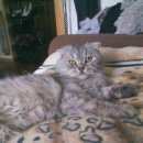 Подробнее об объявлении «Найден кот скоттиш-фолд Москва» Фото: найдена кошка Шотландская вислоухая «Найден кот скоттиш-фолд Москва» в г. Москва