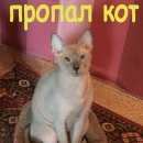 Подробнее об объявлении «Пропал кот сфинкс-браш расторопово, новая москва Троицк» Фото: пропала кошка Сфинкс «Пропал кот сфинкс-браш расторопово, новая...» в г. Троицк