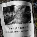 Подробнее об объявлении «Воронеж Пропала собака» Фото: пропала собака Русский той-терьер «Воронеж Пропала собака» в г. Воронеж