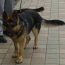 Подробнее об объявлении «Пропала собака кобель немецкой овчарки Белгород» Фото: пропала собака  «Пропала собака кобель немецкой овчарки Белгород» в г. Белгород