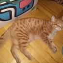 Подробнее об объявлении «Химки Найден кот» Фото: найдена кошка  «Химки Найден кот» в г. Химки