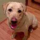 Подробнее об объявлении «Чехов Найдена собака» Фото: найдена собака Лабрадор ретривер «Чехов Найдена собака» в г. Чехов