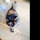 Подробнее об объявлении «Пропала кошка кошечка 3месяца примерно Томск» Фото: пропала кошка  «Пропала кошка кошечка 3месяца примерно Томск» в г. Томск